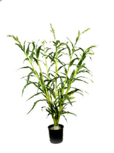 Load image into Gallery viewer, Cornstalks