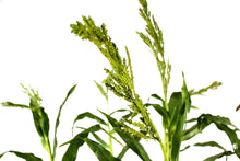 Load image into Gallery viewer, Cornstalks