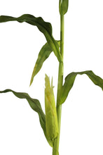 Load image into Gallery viewer, Cornstalks