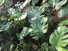 Load image into Gallery viewer, Monstera 3 gal pot