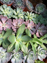 Load image into Gallery viewer, Package - Custom Plant Market