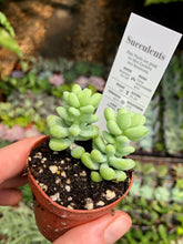 Load image into Gallery viewer, Package - Custom Plant Market