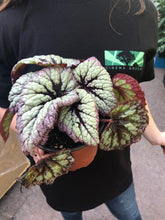 Load image into Gallery viewer, Package - Custom Plant Market