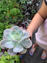 Load image into Gallery viewer, Package - Custom Plant Market