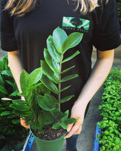 Load image into Gallery viewer, Package - Custom Plant Market