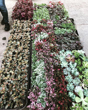 Load image into Gallery viewer, Package - Custom Plant Market