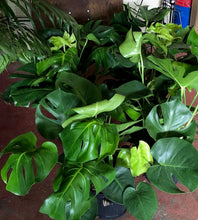 Load image into Gallery viewer, Monstera 3 gal pot