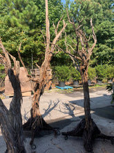 Load image into Gallery viewer, Ghostwood - Natural Shaggy