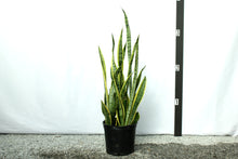 Load image into Gallery viewer, Sansevieria - Laurentii 3 Gallon