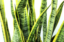 Load image into Gallery viewer, Sansevieria - Laurentii 3 Gallon