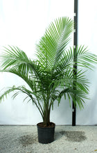 Load image into Gallery viewer, Majesty Palm 7 Gal 5'-6'