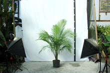 Load image into Gallery viewer, Majesty Palm 7 Gal 5'-6'