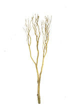 Load image into Gallery viewer, Manzanita 10-11'