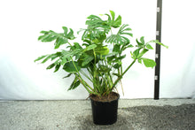 Load image into Gallery viewer, Monstera