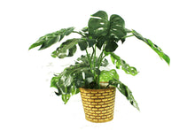 Load image into Gallery viewer, Monstera Deliciosa - Artificial