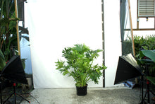 Load image into Gallery viewer, Philodendron Selloum 4' | 15 Gallons