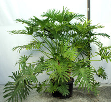 Load image into Gallery viewer, Philodendron Selloum 5'