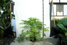Load image into Gallery viewer, Philodendron Selloum 5'