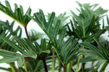 Load image into Gallery viewer, Philodendron Xanadu 7 Gallon