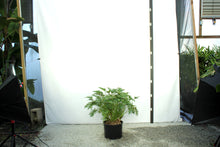 Load image into Gallery viewer, Philodendron Xanadu 7 Gallon
