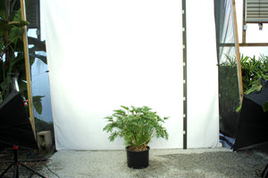 Philodendron Xanadu 7 Gallon