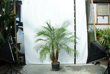 Load image into Gallery viewer, Phoenix Roebelenii 6-7'