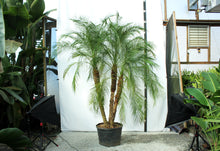 Load image into Gallery viewer, Package - Jurassic Park