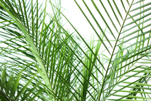 Load image into Gallery viewer, Phoenix Roebelenii 6-7'