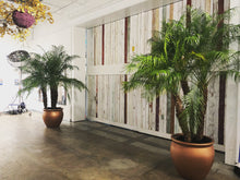 Load image into Gallery viewer, Phoenix Roebelenii 8'