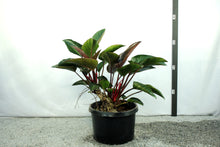 Load image into Gallery viewer, Red Congo