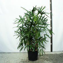 Load image into Gallery viewer, Rhapis Palm