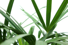 Load image into Gallery viewer, Rhapis Palm 5'