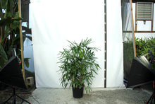 Load image into Gallery viewer, Rhapis Palm 5'
