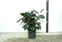 Load image into Gallery viewer, Rubber Plant