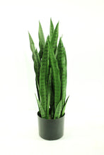 Load image into Gallery viewer, Sansevieria 30"