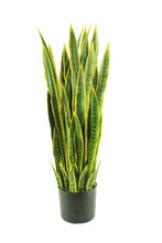 Load image into Gallery viewer, Sansevieria 3'
