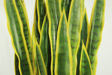 Load image into Gallery viewer, Sansevieria 3'