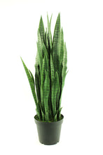 Load image into Gallery viewer, Sansevieria Snake Plant 4'