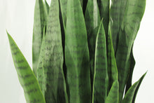 Load image into Gallery viewer, Sansevieria Snake Plant 4'