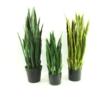 Load image into Gallery viewer, Sansevieria Snake Plant 4'