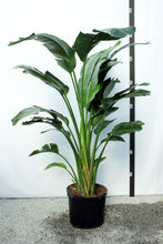 Load image into Gallery viewer, Strelitzia 7-8' "Bird of Paradise"