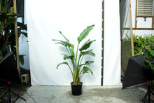 Load image into Gallery viewer, Strelitzia 6' "Bird of Paradise" 7 Gallon