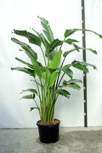 Load image into Gallery viewer, Strelitzia