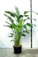 Load image into Gallery viewer, Package - Jurassic Park