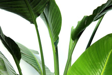 Load image into Gallery viewer, Strelitzia 7-8' "Bird of Paradise"