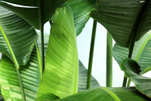 Load image into Gallery viewer, Strelitzia 7-8' "Bird of Paradise"
