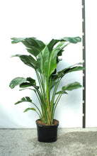 Load image into Gallery viewer, Strelitzia 6' "Bird of Paradise" 7 Gallon