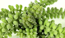 Load image into Gallery viewer, Succulents