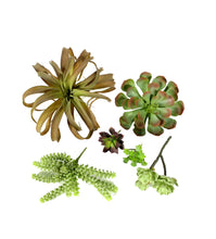 Load image into Gallery viewer, Succulents