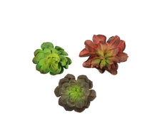 Load image into Gallery viewer, Succulents